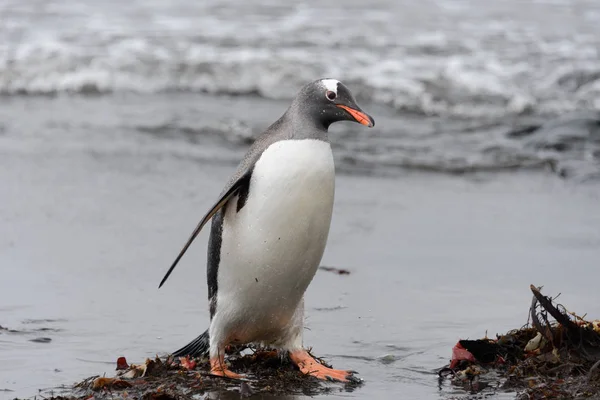 Gentoo Pingvin Megy Strandon — Stock Fotó