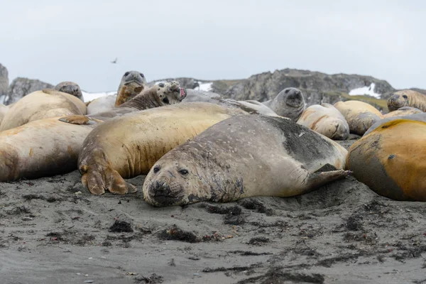 Elephant Seals Pláži — Stock fotografie