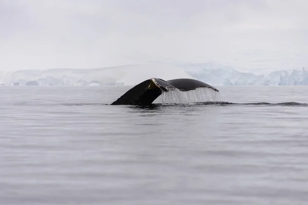 南極海のザトウクジラ フルーク ストック写真