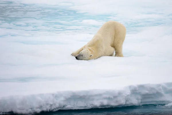 Kutup Ayısı Buz Ile Yatan Arctic Kuzey Svalbard Kar Stok Resim