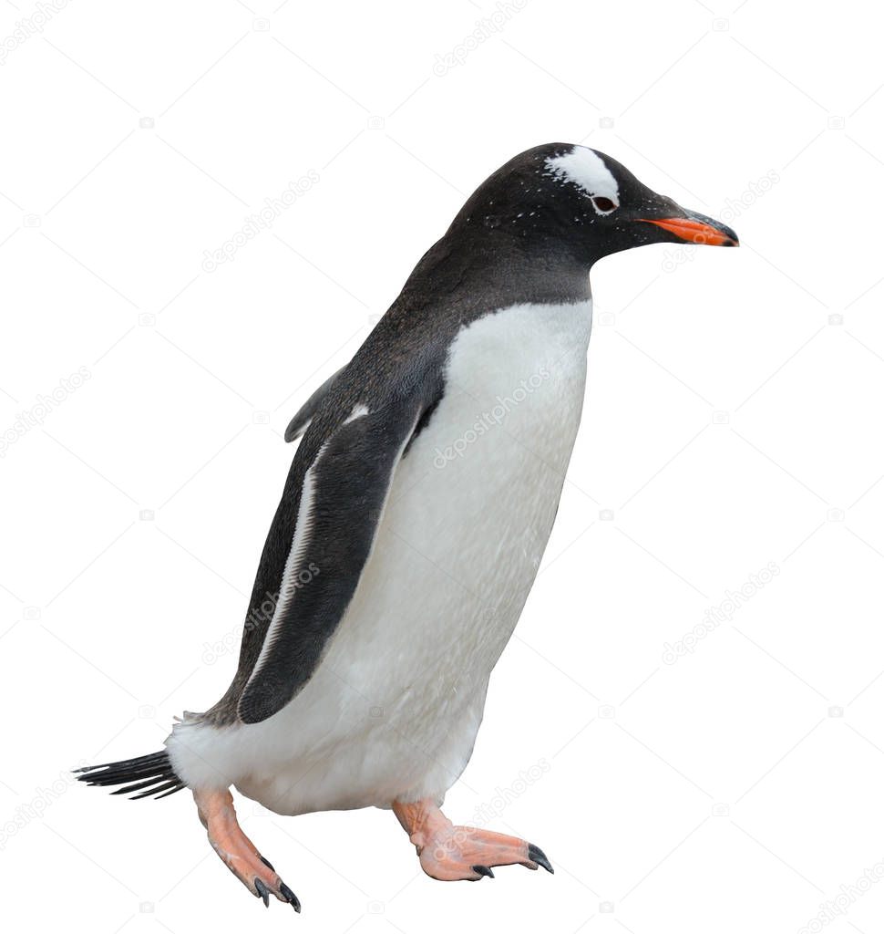 Gentoo penguin going on beach