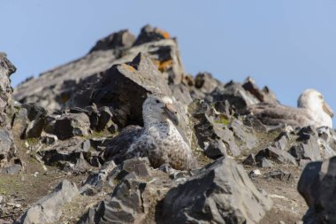 Kayanın üzerinde dev kuşları