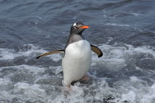 Gentoo Penguin Going Sea — Stock Photo, Image