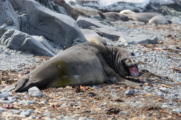 Elefante Playa — Foto de Stock