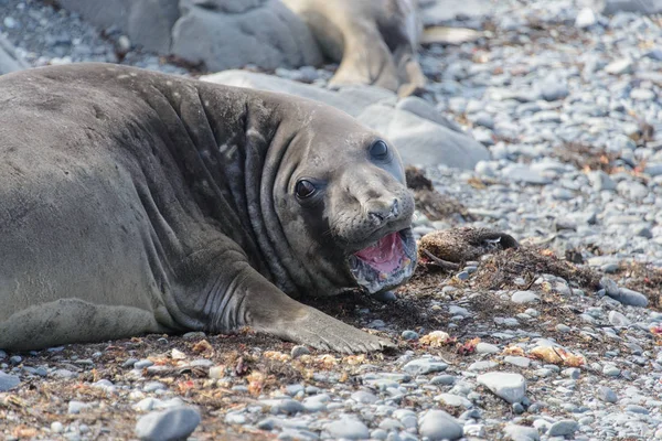 Sjöelefant Stranden — Stockfoto