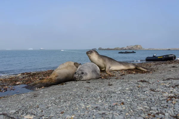 Elephant Seals Beach — Stock Photo, Image