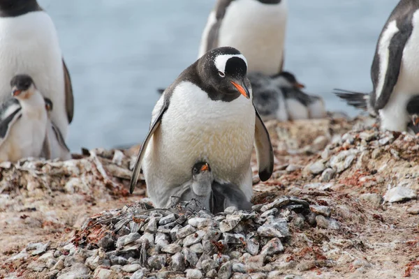 Gentoo Penguin Chicks Nest — Stock Photo, Image