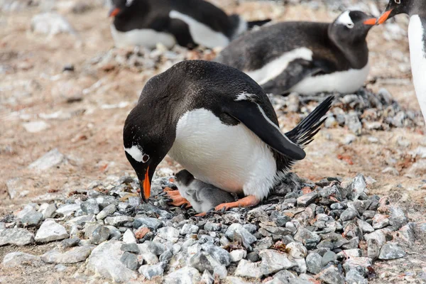 Gentoo Pingouin Avec Des Poussins Dans Nid — Photo