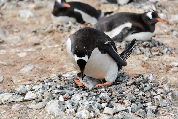 Gentoo penguin with chicks in nest