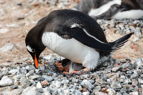 Gentoo penguin with chicks in nest