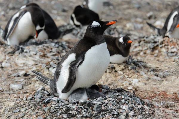 Gentoo Pingvin Csibék Fészekben — Stock Fotó