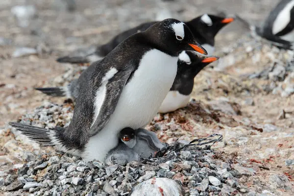 Пингвин Gentoo Цыплятами Гнезде — стоковое фото