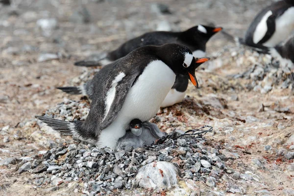 Gentoo Pingouin Avec Des Poussins Dans Nid — Photo