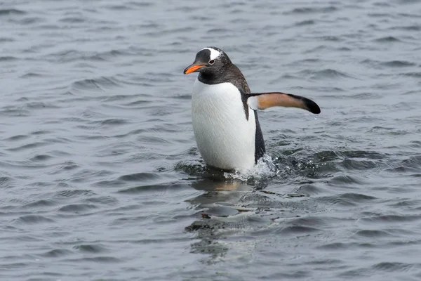 Пингвин Выходящий Моря — стоковое фото