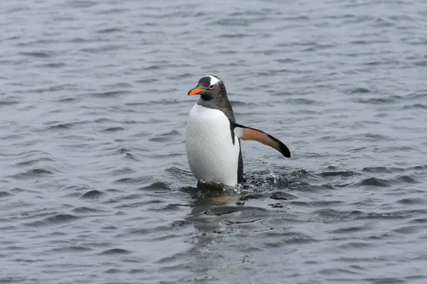 Pingüino Gentoo Saliendo Del Mar —  Fotos de Stock