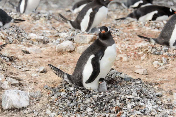 Gentoo Pingouin Avec Des Poussins Dans Nid — Photo