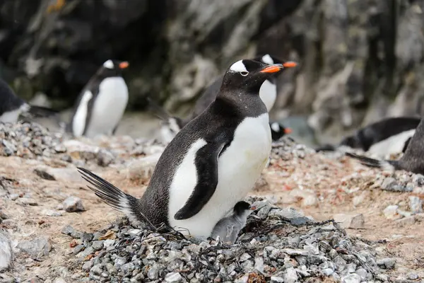 在鸟巢里与小鸡的 Gentoo — 图库照片