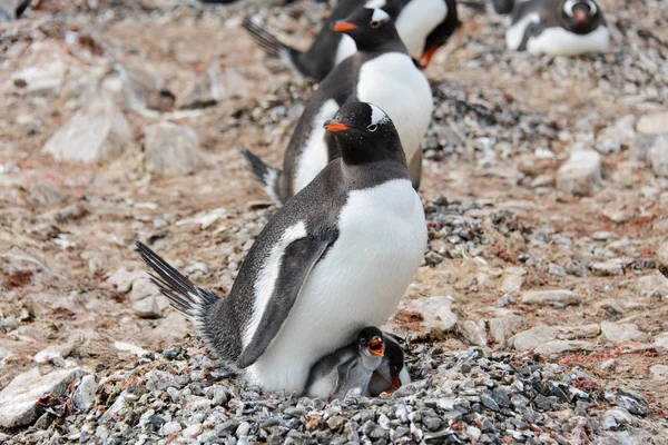 Gentoo Pingouin Avec Des Poussins Dans Nid — Photo