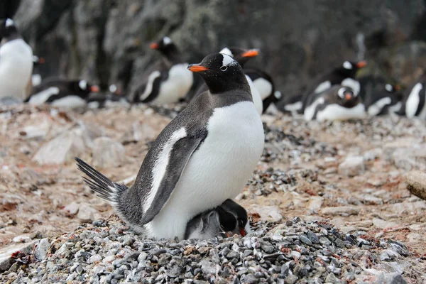 Gentoo Penguin Med Ungarna Boet — Stockfoto