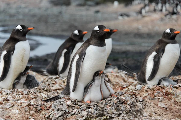 巣の中の雛とジェンツー ペンギン — ストック写真