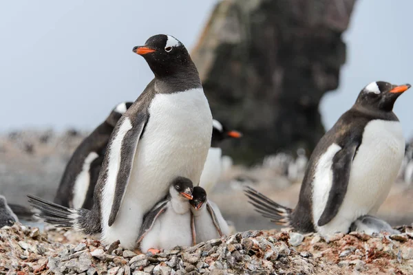 Gentoo Пінгвін Курчат Гніздо — стокове фото