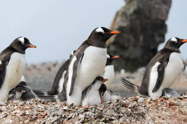 Gentoo Penguen Yuva Civciv Ile — Stok fotoğraf