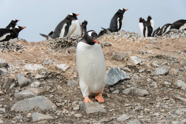 Gentoo Pingvin Strandon — Stock Fotó