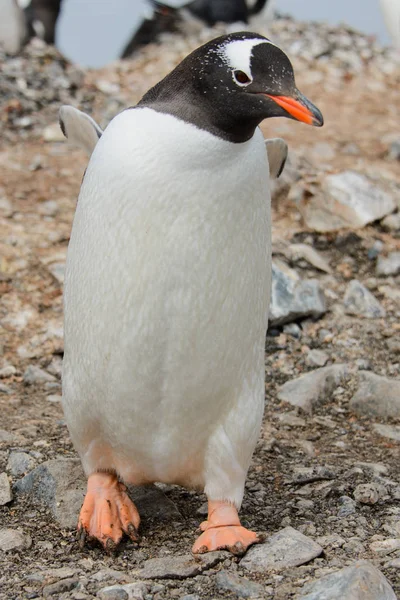Pinguim Gentoo Praia — Fotografia de Stock