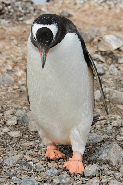 Gentoo Pinguin Strand — Stockfoto