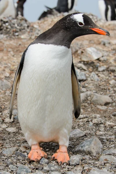 Gentoo Pingouin Sur Plage — Photo