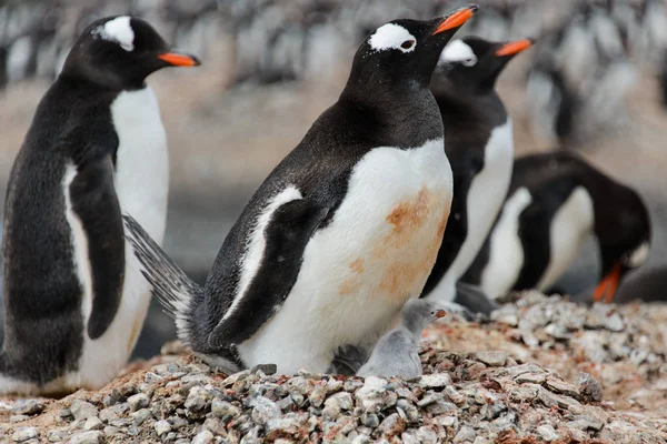 Gentoo penguin with chicks in nest