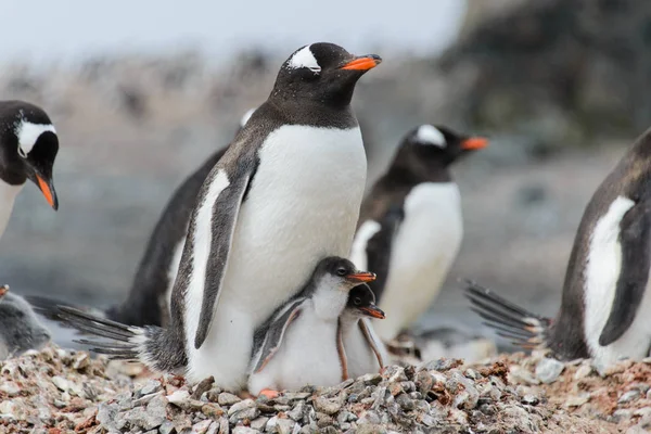 Pinguim Gentoo Com Filhotes Ninho — Fotografia de Stock