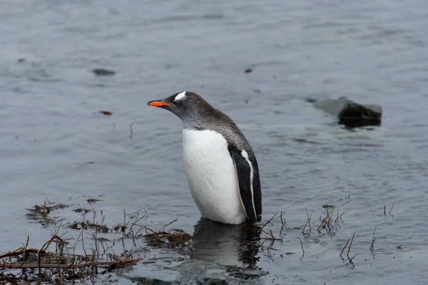 Pinguim Gentoo Saindo Mar — Fotografia de Stock