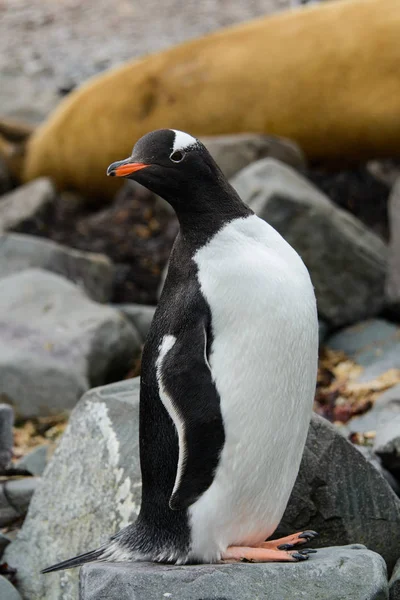 Tučňák Oslí Skále — Stock fotografie