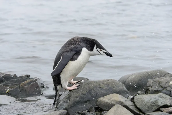 Chinstrap Pingvin Tengerparton — Stock Fotó