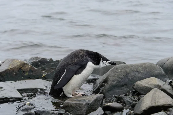Chinstrap Penguin Στην Παραλία — Φωτογραφία Αρχείου