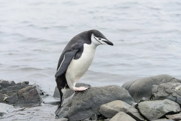 Pinguim Chinstrap Praia — Fotografia de Stock