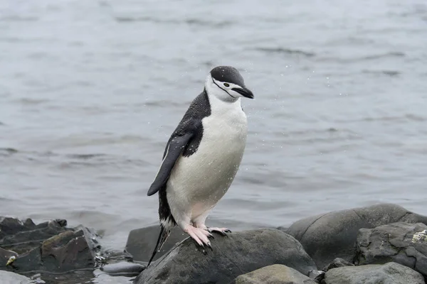 Chinstrap Penguin Het Strand — Stockfoto