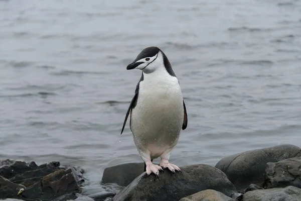 Chinstrap Pingüino Piedra —  Fotos de Stock