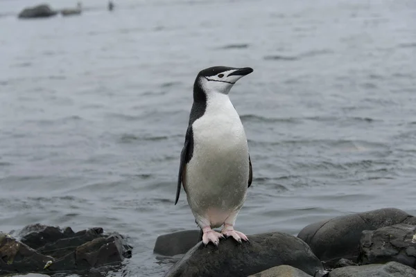 Pinguim Chinstrap Praia — Fotografia de Stock