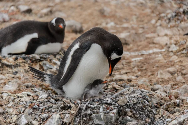 Gentoo Пінгвін Прохолодним Курча Гніздо — стокове фото