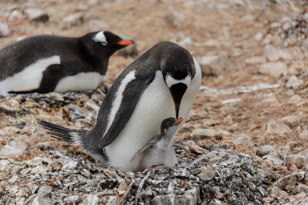 Pinguim Gentoo Com Pintainho Ninho — Fotografia de Stock