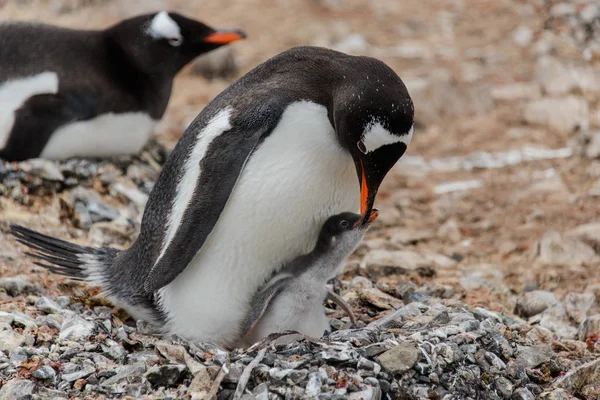 Gentoo penguin with chick in nest