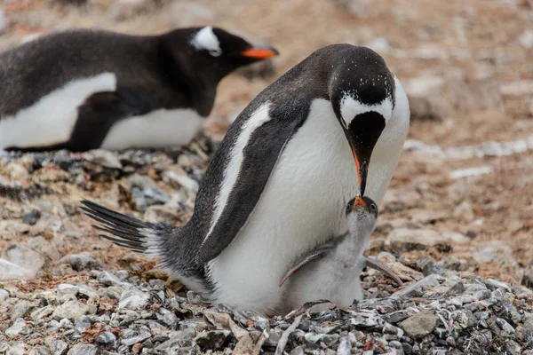 Gentoo Pingouin Avec Poussin Dans Nid — Photo