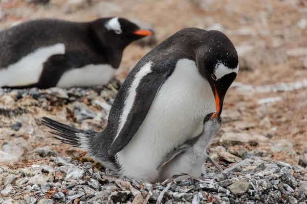 Pinguim Gentoo Com Pintainho Ninho — Fotografia de Stock