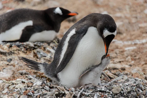 Gentoo Pingvin Csaj Fészekben — Stock Fotó