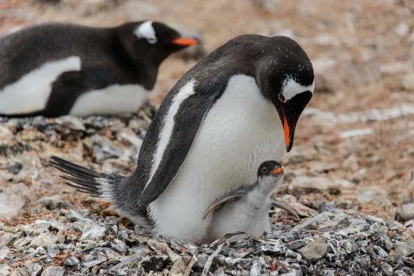Пингвин Gentoo Цыпочкой Гнезде — стоковое фото