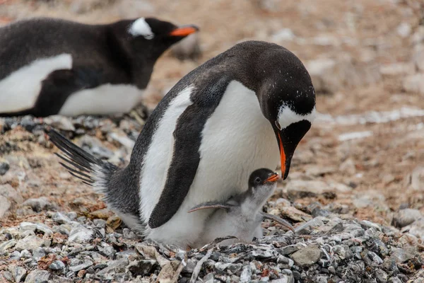 Gentoo penguin with chick in nest