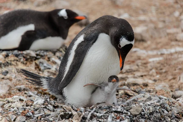 Pinguim Gentoo Com Pintainho Ninho — Fotografia de Stock