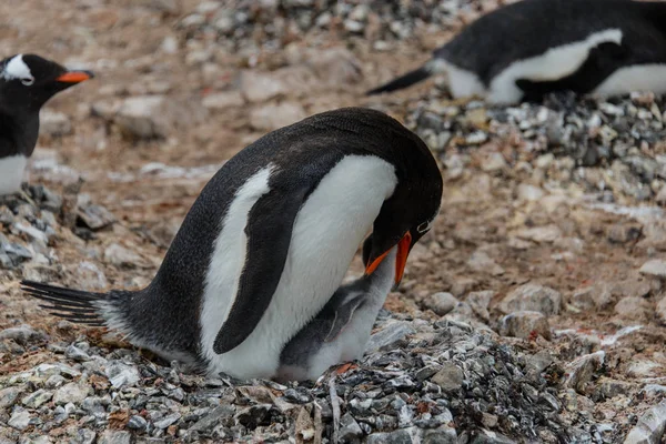 Gentoo Pingouin Nourrit Poussin Dans Nid — Photo